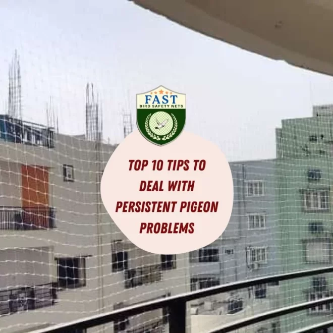 Top 10 Tips to Deal with Persistent Pigeon Problems