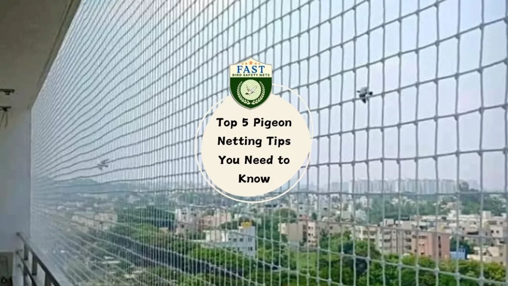 Top 5 Pigeon Netting Tips You Need to Know