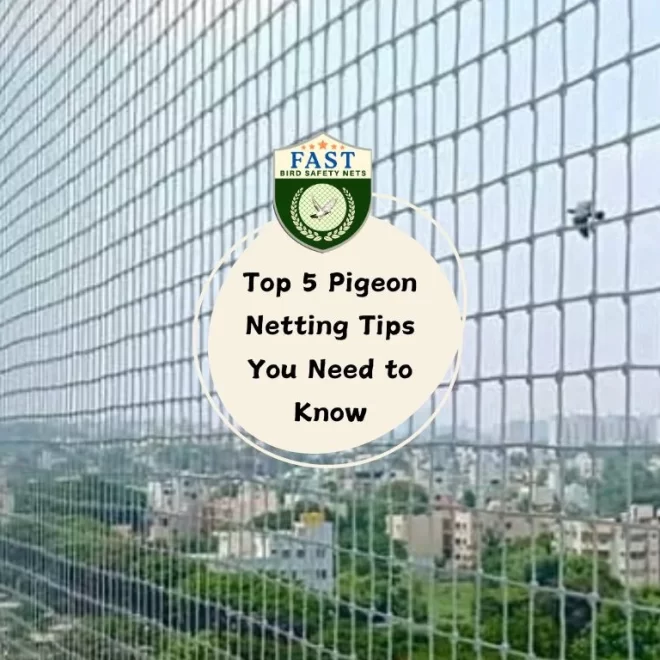 Top 5 Pigeon Netting Tips You Need to Know