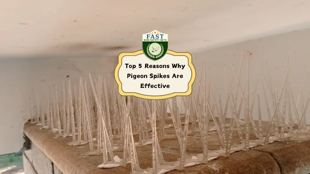 Top 5 Reasons Why Pigeon Spikes Are Effective