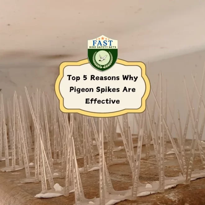 Top 5 Reasons Why Pigeon Spikes Are Effective