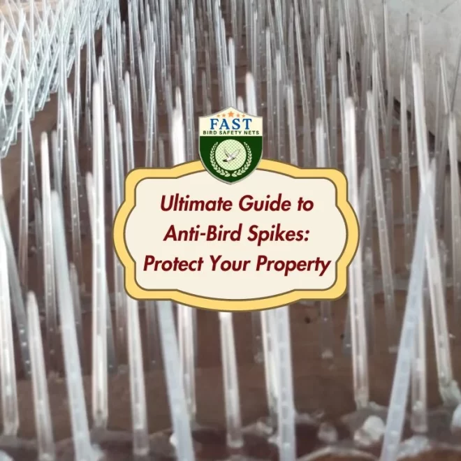 Ultimate Guide to Anti-Bird Spikes: Protect Your Property