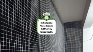 Understanding Pigeon Behavior to Effectively Manage Troubles