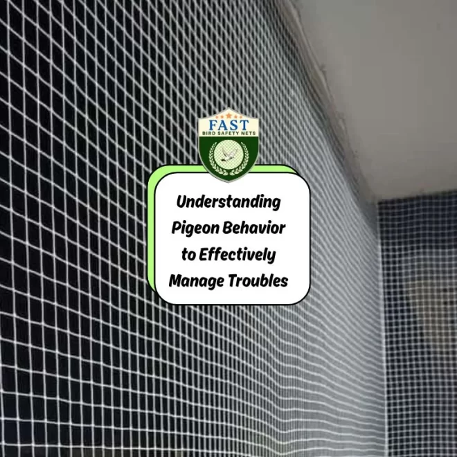 Understanding Pigeon Behavior to Effectively Manage Troubles