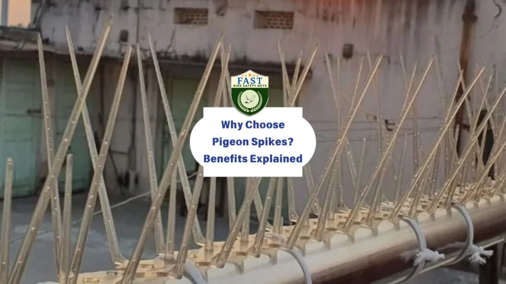 Why Choose Pigeon Spikes? Benefits Explained