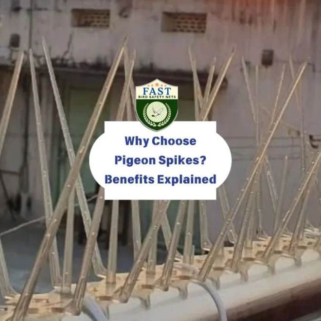 Why Choose Pigeon Spikes? Benefits Explained
